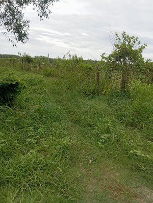 bán đất tại thôn xuân trang, xã xuân sơn, vạn ninh, khánh hòa 3,9 tỷ,1015 m2 giá cực chất,200m2 thổ