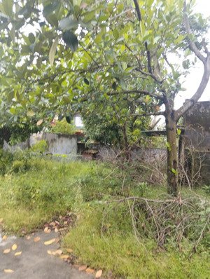 bán gấp đất đông sơn, 1,25 tỷ, 226m2, mặt tiền 12m