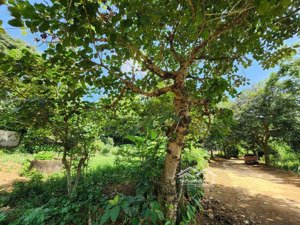 bán rẻ bán gấp trước tết 1000m tc view hồ lạc sơn hòa bình chính chủ giá nào cũng bán