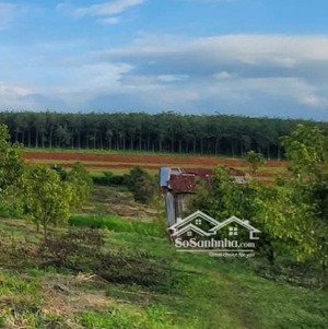 bán đất tại xã phước thiện, huyện bù đốp, bình phước, giá tốt 8,1 tỷ, 9100 m2 có 100tc