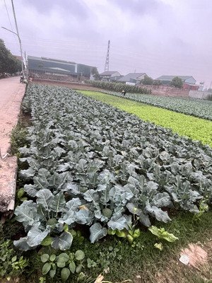 bán đất tại khu dân cư nhơn đức, 13 triệu / m2, 12000 m2, view đẹp, chính chủ