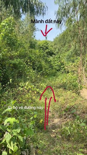 chủ ngộp - cần bán gấp lô đất rừng, hiện trạng trồng keo gần thời gian thu hoạch - thương lượng