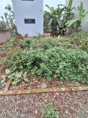 Đất Biên Giang 55m gần QL6 giá chỉ 2,9 tỷ