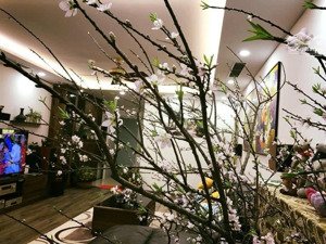 gia đình cần bán căn 4pn tòa m5 nguyễn chí thanh 152m ,giá 13 tỷ.lh 