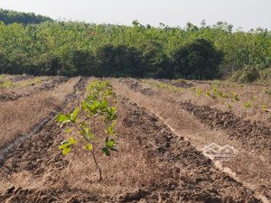 2ha điều non, 2 mặt tiền vuông vức đẹp lộc khánh, lộc ninh, bình phước (cũ)