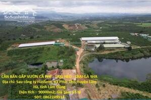 ⭐️Cần bán gấp vườn cafe - Trại heo tại Xã Phúc Thọ (Lâm Hà), Lâm Đồng, 0865135913