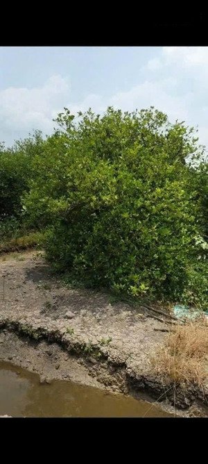 bán 1000m2 đất vườn gần chợ và ubnd xã thạnh lợi