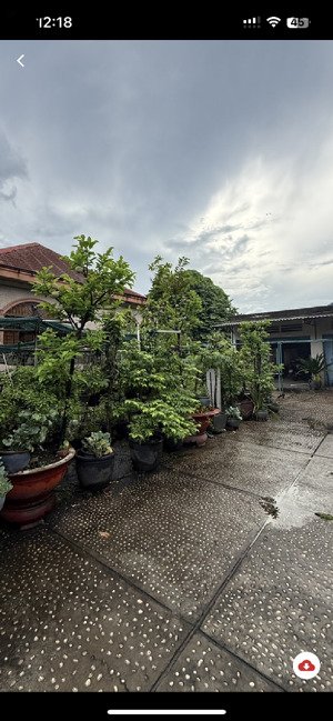 bán nhà đất thủ đức - linh xuân ngang 50m - dt: 1.515m2 (ngang 50 x dài 30) full thổ cư - đường 6m