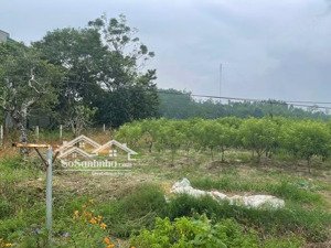 chính chủ cần bán lô đất cây lâu năm rộng hơn 1,8ha xã ngọc thanh, vĩnh phúc