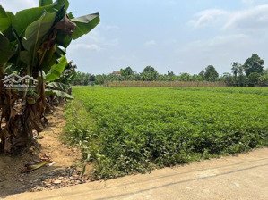 siêu phẩm đất trồng cây hằng năm tứ bề là nhà dân, 550m2 ngang 17m gần sông 200m