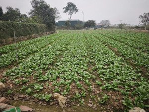 bán đất biệt thự dự án cienco5 me linh hà nội. sổ đỏ chính chủ 639m2.