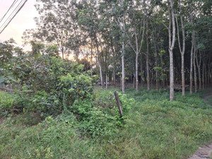 cần thanh lý trong tháng lô đất hxh đường phú thuận, xã phú mỹ hưng (an nhơn tây), củ chi, tp. hcm