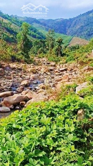 nhà vườn 1,4ha sầu riêng 2 năm tại sơn bình _ giáp đường ô tô giáp suối siêu dài : 250m giá: 4,2 tỷ