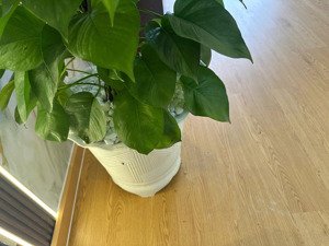 cho thuê canary ngay siêu thị aeon mall visip 1