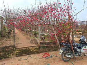 bán đất tại ngọc thụy, bồ đề, long biên, 10,5 tỷ, 30 m2, view đẹp, giá cực chất