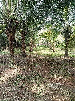 chính chủ cần bán mảnh vườn ở xã phước thái mới, đường nhựa thông, gần các kcn.