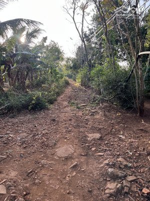 bán đất 712m2 có 100m2 thổ cư có vườn sầu riêng