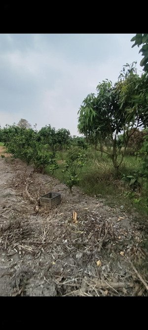 cần bán khu vườn trái cây đủ loại