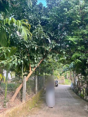 đất 2 mặt tiền 195m2 đất ở, có sẵn vườn cây ở hòa bắc