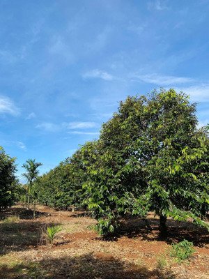 bán đất rẫy sầu riêng 4,2 hecta trung tâm krông pắk mặt tiền 250m vườn đang cho trái năm thứ 8