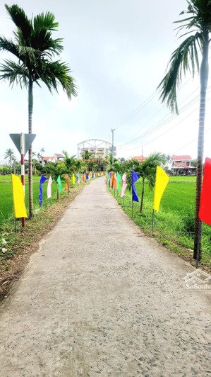 vài mảnh view lúa khu vực cẩm thanh cam châu hội an