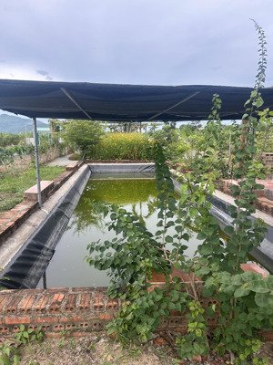 bán farm tại xã diên lâm cách nha trang 30 phút chạy xe