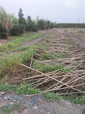 bán lô đất nông nghiệp diện tích 1.029 m2 tại ấp 3,xã tân thành ,thủ thừa,long an cũ