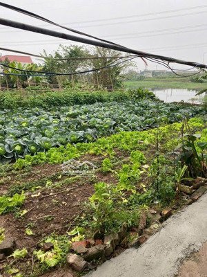 bán gấp đất thổ cư 100.7m2 tại tỉnh lộ 205, thôn dũng tiến xã thoàn long, 31 triệu / m2