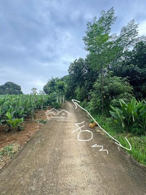 mảnh đất trồng full mít cách tt hà nội 60km, mt 40m bám trục đường tới quần thể nghỉ dưỡng làng gạo