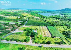 ĐẦU NĂM HOAN HỈ. BÁN NHANH LÔ ĐẤT NGHĨ DƯỠNG BIỂN PHƯỚC HẢI