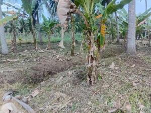 Nền biệt thự Hữu Định.Bến Tre(P.Phú Tân)TT