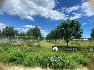 850 triệu 1.555m² vườn xoài cam đức | thuộc pk4 trong ranh vin