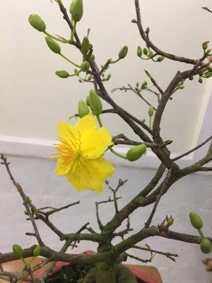 chính chủ bán nhà ngõ 111 yên lộ yên nghĩa hà đông