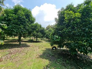 chủ ít thời gian về chăm muốn nhượng lại nhà vườn nhỏ tại thống nhất, dầu giây