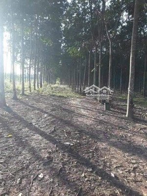 bán đất tại đt 757, 27 tỷ, 19000m2, pháp lý đầy đủ, giá cực chất, uy tín