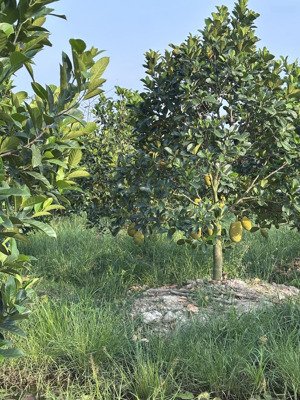 2.310m2 đất giá chỉ 590 triệu, tại ấp mỹ phát, xã đông thành, tỉnh tây ninh