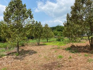 bán gấp lô đất vip tân khai sát cụm kcn diện tích 60x50 - có nhà & vườn