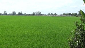 gia đình kẹt vốn làm ăn nên bán mảnh đất lúa giá rẻ xã tân thành gò công đông tiền giang (cũ)