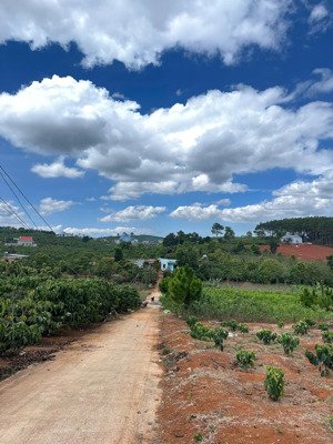 1200m2 đất nam ban 24m mặt đường