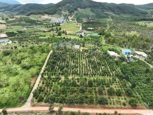 đất nam ban 1.000m2, 20m mặt đường view đồi thông