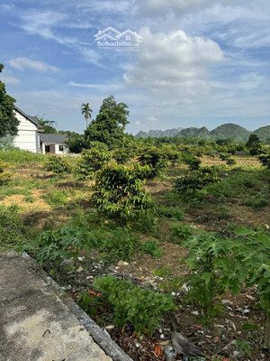 chính chủ bán 2100m full thổ cư