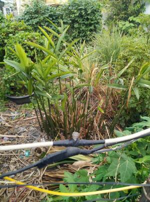 Bán Lô Đất Tái Định Cư, DT4.5x18.1 m ( 81m2 ), đường 7M, Phường Tân Biên