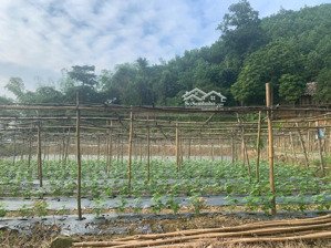 chuyển nhượng 100 ha mặt đường nhựa hòa bình