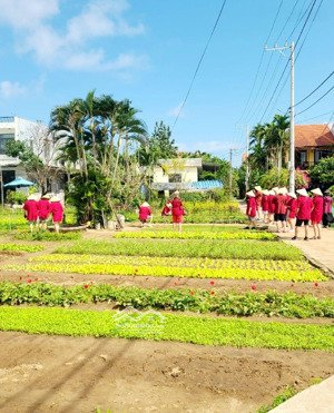 đất làng rau trà quế 400 năm tuổi phố cổ hội an