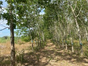 bán đất tại xã hòa bình, huyện xuyên mộc, bà rịa - vũng tàu giá 900 triệu, 1689 m2 ccn ln