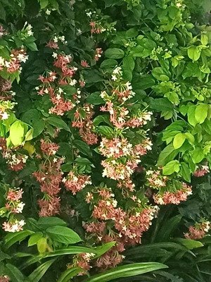 hàng f0 - hơn 1 tỷ/m mp quảng khánh, mặt tiền 14m, nhanh nào ace ơi