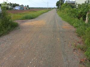 Đất lúa 1000m2 mt xe hơi Óc Đảo Long Hựu giá rẻ 1 tỏi 200tr