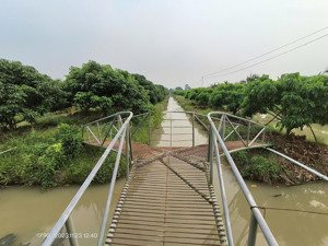 tìm cdt vận hành 5,3ha vườn trái cây lâu năm gần tt núi sập, hợp làm kdl, chỉ 14tỷ tl