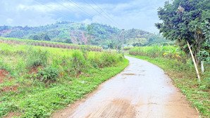 tại cao phong, hoà bình (nay là phú thọ) chỉ 1.1 tỷ đồng trên tổng dt 2126m2 lô góc