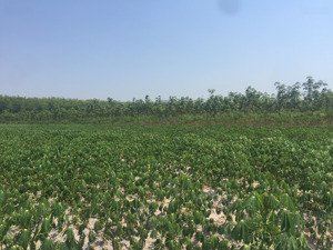 bán nhanh 30080m2 tại đường 795, xã tân hoà (suối ngô cũ), tây ninh. giá bán 6,5 tỷ